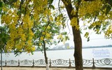Ngơ ngẩn ngắm muồng hoàng yến nở vàng rực giữa trời Hà Nội