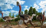 Đáng sợ loài chim 'sát thủ' có thể giết người chỉ với 1 cú đá móc