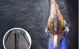 Đáng sợ loài chim 'sát thủ' có thể giết người chỉ với 1 cú đá móc