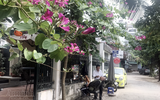 Ngỡ ngàng ngắm loài hoa khi bung nở kéo cả khoảng trời Tây Bắc về giữa lòng Hà Nội