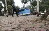 Ngỡ ngàng ngắm loài hoa khi bung nở kéo cả khoảng trời Tây Bắc về giữa lòng Hà Nội