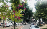 Ngỡ ngàng ngắm loài hoa khi bung nở kéo cả khoảng trời Tây Bắc về giữa lòng Hà Nội