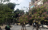 Ngỡ ngàng ngắm loài hoa khi bung nở kéo cả khoảng trời Tây Bắc về giữa lòng Hà Nội