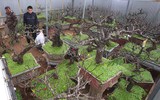 Giáp Tết, 'kỳ hoa dị thảo' đua nhau khoe sắc, 'săn' đại gia