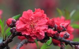 Giáp Tết, 'kỳ hoa dị thảo' đua nhau khoe sắc, 'săn' đại gia