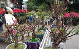 Giáp Tết, 'kỳ hoa dị thảo' đua nhau khoe sắc, 'săn' đại gia