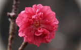 Giáp Tết, 'kỳ hoa dị thảo' đua nhau khoe sắc, 'săn' đại gia