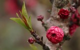 Giáp Tết, 'kỳ hoa dị thảo' đua nhau khoe sắc, 'săn' đại gia