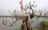 Giáp Tết, 'kỳ hoa dị thảo' đua nhau khoe sắc, 'săn' đại gia