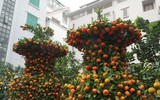 Giáp Tết, 'kỳ hoa dị thảo' đua nhau khoe sắc, 'săn' đại gia