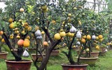 Giáp Tết, 'kỳ hoa dị thảo' đua nhau khoe sắc, 'săn' đại gia