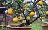 Giáp Tết, 'kỳ hoa dị thảo' đua nhau khoe sắc, 'săn' đại gia