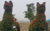 Giáp Tết, 'kỳ hoa dị thảo' đua nhau khoe sắc, 'săn' đại gia