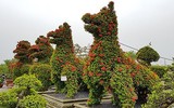 Giáp Tết, 'kỳ hoa dị thảo' đua nhau khoe sắc, 'săn' đại gia