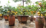 Giáp Tết, 'kỳ hoa dị thảo' đua nhau khoe sắc, 'săn' đại gia