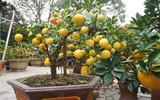 Giáp Tết, 'kỳ hoa dị thảo' đua nhau khoe sắc, 'săn' đại gia