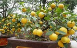 Giáp Tết, 'kỳ hoa dị thảo' đua nhau khoe sắc, 'săn' đại gia