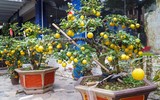 Giáp Tết, 'kỳ hoa dị thảo' đua nhau khoe sắc, 'săn' đại gia
