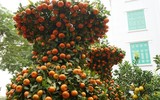 Giáp Tết, 'kỳ hoa dị thảo' đua nhau khoe sắc, 'săn' đại gia