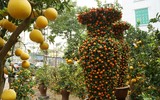 Giáp Tết, 'kỳ hoa dị thảo' đua nhau khoe sắc, 'săn' đại gia