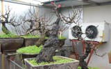 Giáp Tết, 'kỳ hoa dị thảo' đua nhau khoe sắc, 'săn' đại gia