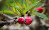 Giáp Tết, 'kỳ hoa dị thảo' đua nhau khoe sắc, 'săn' đại gia