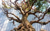 Giáp Tết, 'kỳ hoa dị thảo' đua nhau khoe sắc, 'săn' đại gia