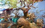 Giáp Tết, 'kỳ hoa dị thảo' đua nhau khoe sắc, 'săn' đại gia