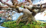 Giáp Tết, 'kỳ hoa dị thảo' đua nhau khoe sắc, 'săn' đại gia