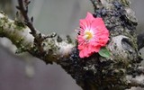 Giáp Tết, 'kỳ hoa dị thảo' đua nhau khoe sắc, 'săn' đại gia