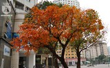 Bất ngờ bắt gặp 'rừng' lá đỏ Hàn Quốc xuất hiện đầy mê hoặc giữa Hà Nội