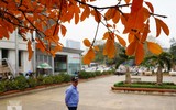 Bất ngờ bắt gặp 'rừng' lá đỏ Hàn Quốc xuất hiện đầy mê hoặc giữa Hà Nội