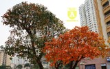 Bất ngờ bắt gặp 'rừng' lá đỏ Hàn Quốc xuất hiện đầy mê hoặc giữa Hà Nội