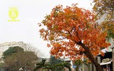 Bất ngờ bắt gặp 'rừng' lá đỏ Hàn Quốc xuất hiện đầy mê hoặc giữa Hà Nội