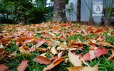 Bất ngờ bắt gặp 'rừng' lá đỏ Hàn Quốc xuất hiện đầy mê hoặc giữa Hà Nội