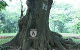 'Truy lùng' những gốc sưa đỏ 'khủng' bậc nhất Việt Nam
