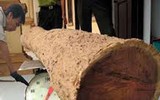 'Truy lùng' những gốc sưa đỏ 'khủng' bậc nhất Việt Nam
