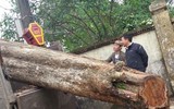 'Truy lùng' những gốc sưa đỏ 'khủng' bậc nhất Việt Nam