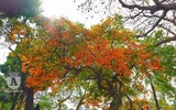 Lộc vừng cổ thụ hồ Gươm đổ lá vàng, đẹp như mơ