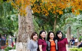 Lộc vừng cổ thụ hồ Gươm đổ lá vàng, đẹp như mơ