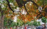 Lộc vừng cổ thụ hồ Gươm đổ lá vàng, đẹp như mơ