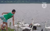 Ngắm đàn thiên nga 