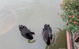 Ngắm đàn thiên nga 