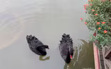 Ngắm đàn thiên nga 