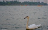 Ngắm đàn thiên nga 