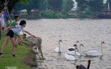 Ngắm đàn thiên nga 