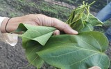rau rừng, món ăn lạ