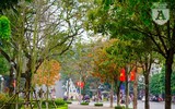 Phố Hà Nội đẹp ngỡ ngàng mùa cây trút lá
