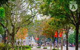 Phố Hà Nội đẹp ngỡ ngàng mùa cây trút lá