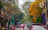Phố Hà Nội đẹp ngỡ ngàng mùa cây trút lá